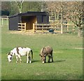 Donkey pasture by Fagnall Lane