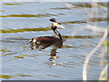 Crested Grebe