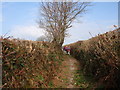 Llwybr ceffyl Llannewydd  /  Newchurch bridleway