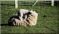 Lamb with mum, Redlands Farm near Horam