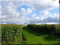 Maize Field near Witherleigh Farm