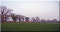 Cattle pasture, Shannock Farm