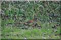 Bembridge : Robin on Howgate Road