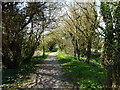 Footpath by the Royal Military Canal, Seabrook