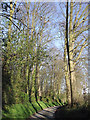 The lane to Woundale, Shropshire