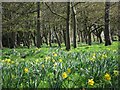 Daffodils in Hampden Park