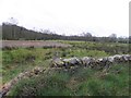 Dry stone wall, Dureless White