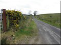 Road at Tawnymore