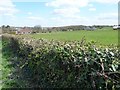 Shorn hedgerow with ivy