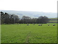 Pastures west of Highfield Farm