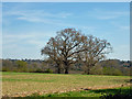 Trees near Possingworth Manor