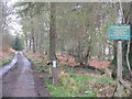 Williescrook Plantation on Lanton Moor