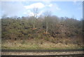 Vegetation by the line northern end of the tunnel