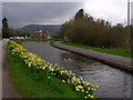 Llangollen Canal in spring