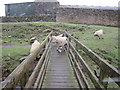 A footbridge at Green Croft Farm