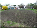 Allotments on Snakey Lane