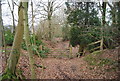 Footpath in Coldharbour Wood