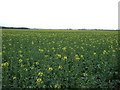 SK7441 : Oilseed rape crop off Longmoor Lane by JThomas