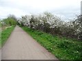 SE3949 : Blackthorn hedge in blossom by Christine Johnstone