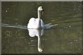 Tiverton : Grand Western Canal - A Swan