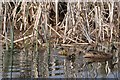 ST0213 : Mid Devon : Grand Western Canal - Ducklings by Lewis Clarke