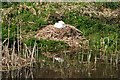 Mid Devon : The Grand Western Canal - Swan