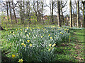 Norfolk Park: daffodils