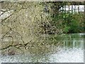 Nesting coot