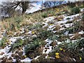 Daffodils in the snow on Stacey Lane