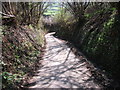 Looking back down the sunken lane