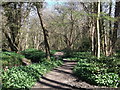 Footpath beside Hollington Stream