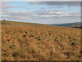 Featherstone Common above Cooper