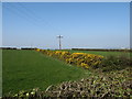 An 11kv power line and a whin hedge north of Ballynafern Road