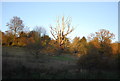 Sun lit trees, Mote Park