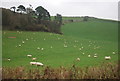 Sheep near The Warren