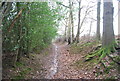 Path in Vicarage Wood