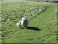 NZ1167 : Sheep at Vindobala Fort by Ian S