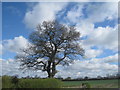 Oak against the sky