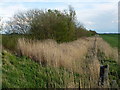 TF2814 : Overgrown former railway line, Queen's Bank near Cowbit by Richard Humphrey