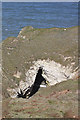 TA2570 : Natural arch in chalk cliff, Flamborough Head by Pauline E