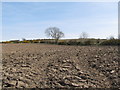 Ploughed drumlin land