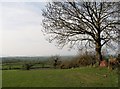 Grazing land on the summit of Ouley Hill