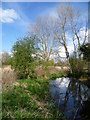 Branch of the River Wandle in Morden Hall Park