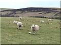 Sheep at Easter Coul