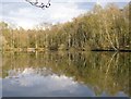 Silver birches by the fishpond, Chobham Common