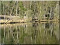 The fishpond, Chobham Common: birches and their reflections