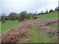 Path approaching Bwlch