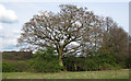 Oak near Fernhill viewpoint