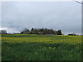 Farmland near Dalton