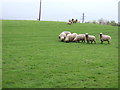 Grazing land near Cundall